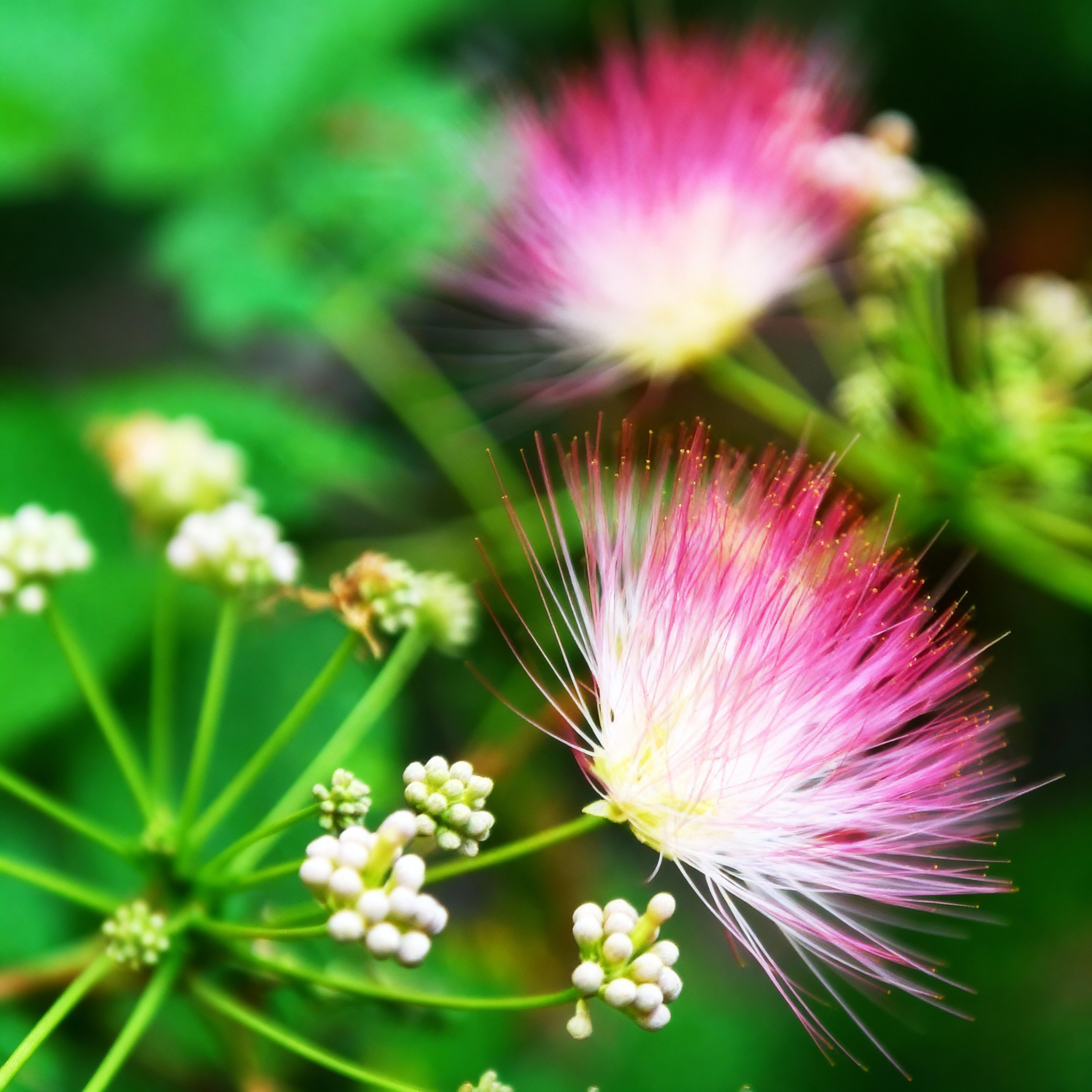 Magnolia and Albizia: Calming Herbs That Work Better Together